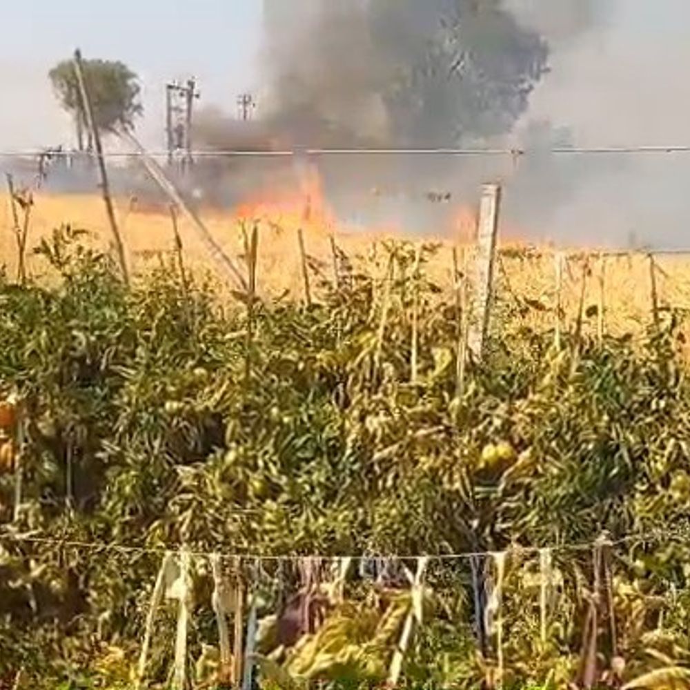 હિંમતનગરના બેરણામાં વીજ તણખાથી ઘઉંના ખેતરમાં આગ:2 વીઘા ઘઉંનો પાક બળીને ખાખ; ખેડૂત દ્વારા યુજીવીસીએલને જાણ કરાઈ
