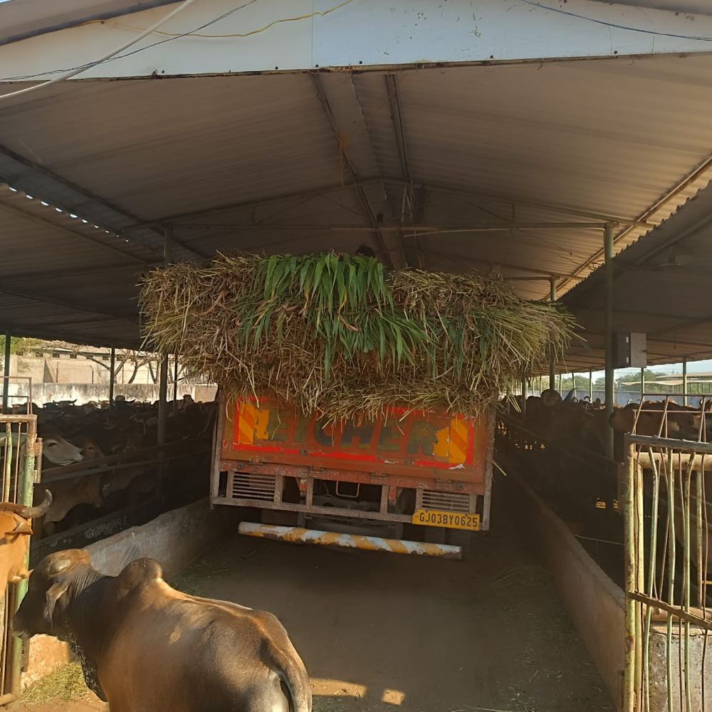 બોટાદ પાંજરાપોળમાં અબોલ ગાયોને લીલી નીણ અપાઈ:સીતારામ ધૂન મંડળે એક આઇસર ભરી ઘાસચારો આપ્યો