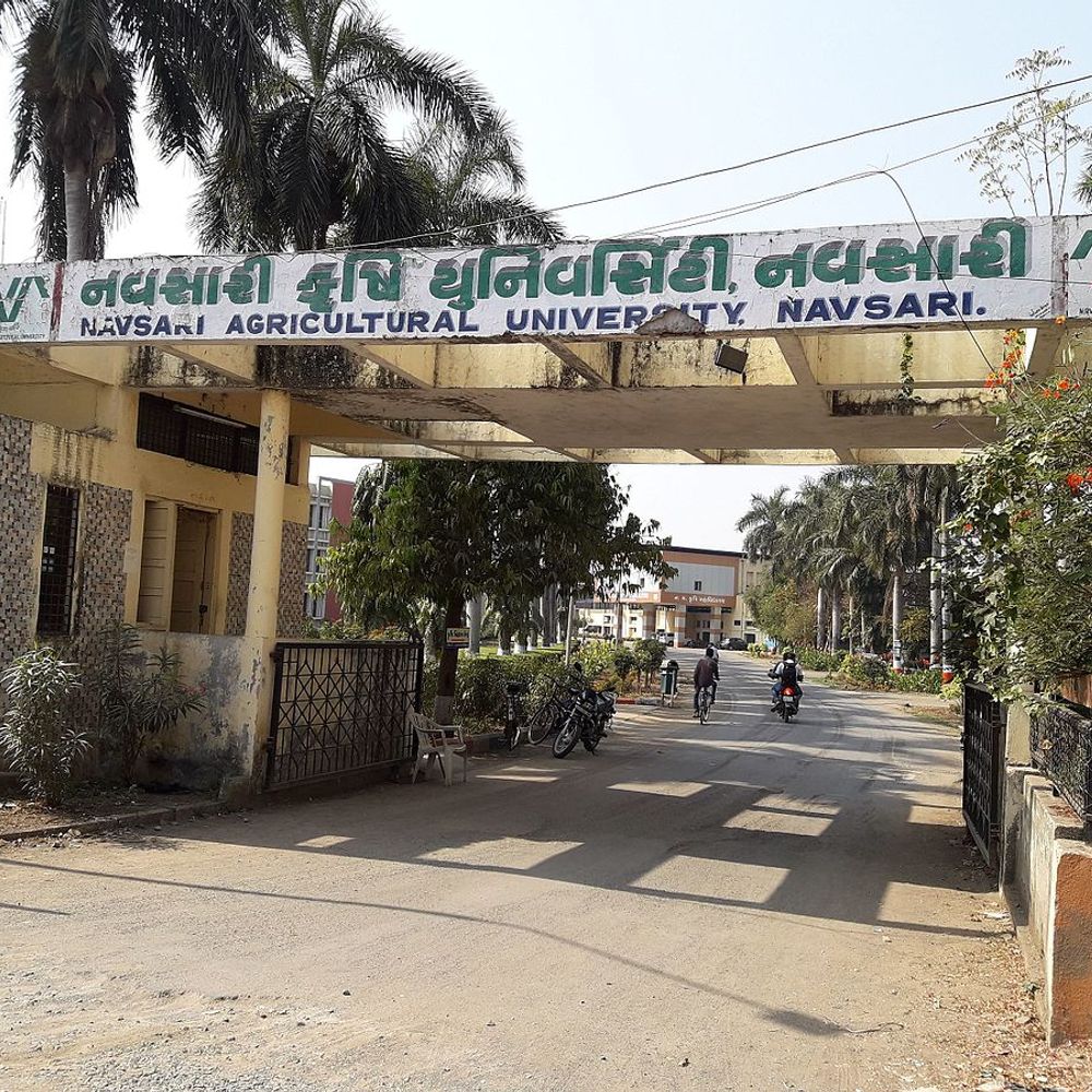 નવસારી કૃષિ યુનિ.નો 21મો વાર્ષિક પદવીદાન સમારોહ:નવસારી કૃષિ યુનિ.માં આજે રાજ્યપાલના હસ્તે 693‎ વિદ્યાર્થીને પદવી અને 57 ગોલ્ડ મેડલ એનાયત થશે‎