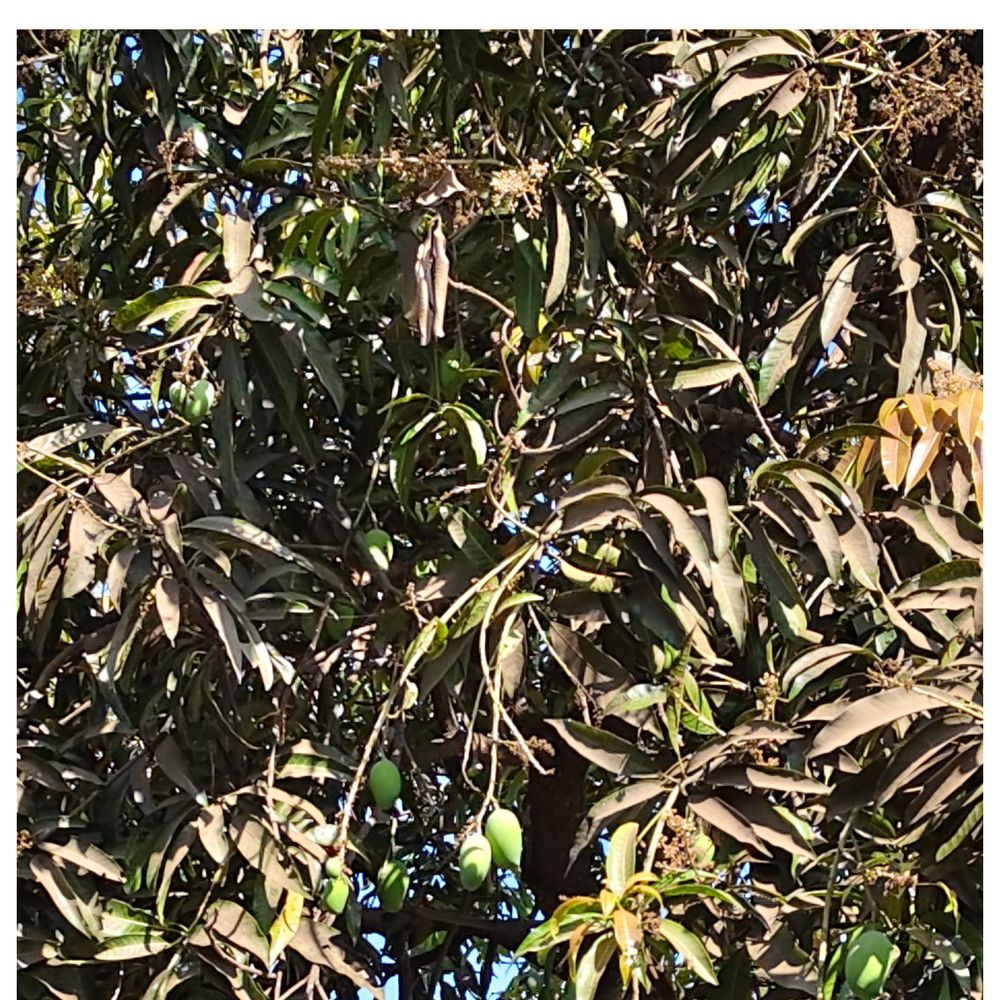 ખરાબ મોસમના કારણે ખેડૂતોમાં ચિંતાનો માહોલ:નાનાપોંઢા વિસ્તારમાં આંબાવાડીમાં કેરીના પાકથી ખેડૂતો બન્યા ચિંતિત