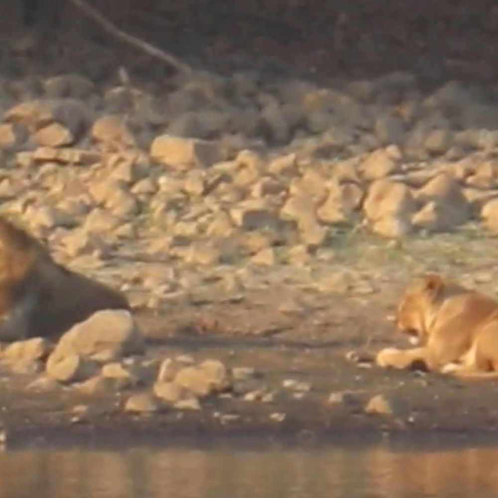 વિલિંગ્ટન ડેમ કાંઠે સિંહ યુગલની રોયલ સવારી:ગિરનારની ગોદમાં પ્રકૃતિનું અદભૂત સૌંદર્ય: ઉનાળાની શરૂઆતે વિલિંગ્ટન ડેમના કિનારે સિંહ યુગલે જમાવ્યો વિસામો, પ્રવાસીઓમાં ભારે કુતૂહલ અને વન વિભાગ દ્વારા ચુસ્ત બંદોબસ્ત.