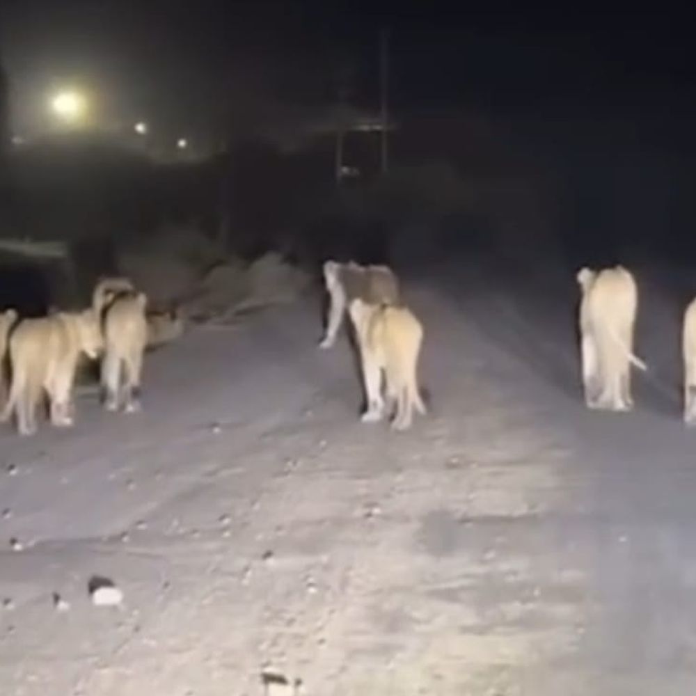 સ્થાનિકોમાં ભયનું વાતાવરણ:રાજુલાના કોવાયામાં 11 સાવજોની ટોળાની લટાર : કોસ્ટલ વિસ્તારમાં સિંહોની હાજરીથી સ્થાનિકોમાં ભય