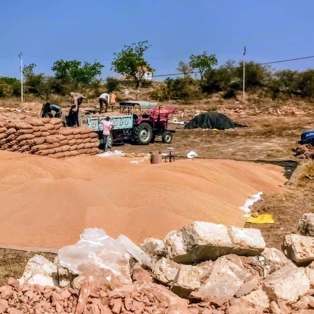 ખેડૂતોને ફટકો:ડોળાસામાં ટેકાના ભાવે ઘઉંની ખરીદી શરૂ ન કરી