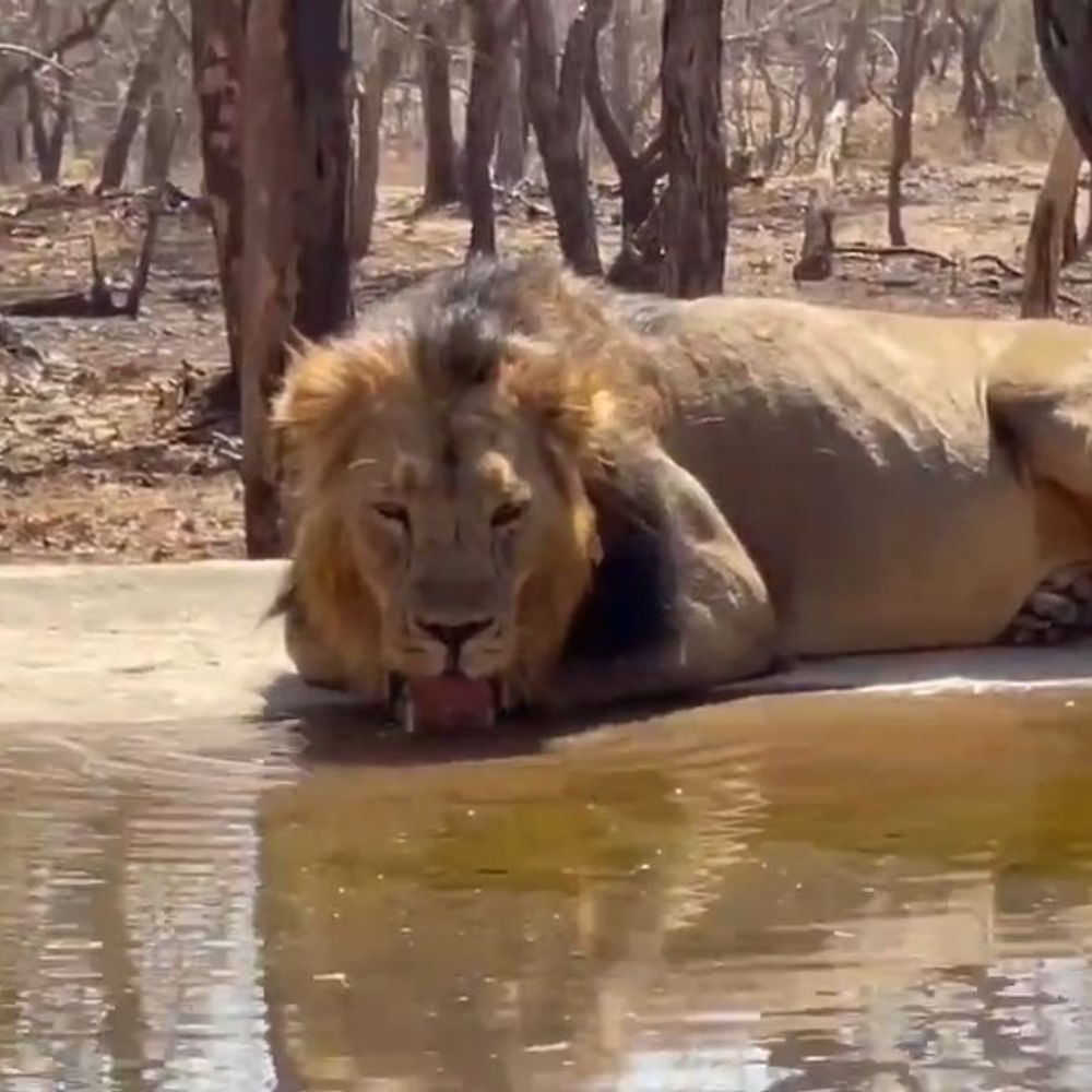 વેરાવળ રેન્જમાં 8 કૃત્રિમ પાણીના પોઈન્ટ કાર્યરત:ઉનાળામાં સિંહ-દીપડા સહિત વન્યજીવોને મળશે પીવાનું પાણી