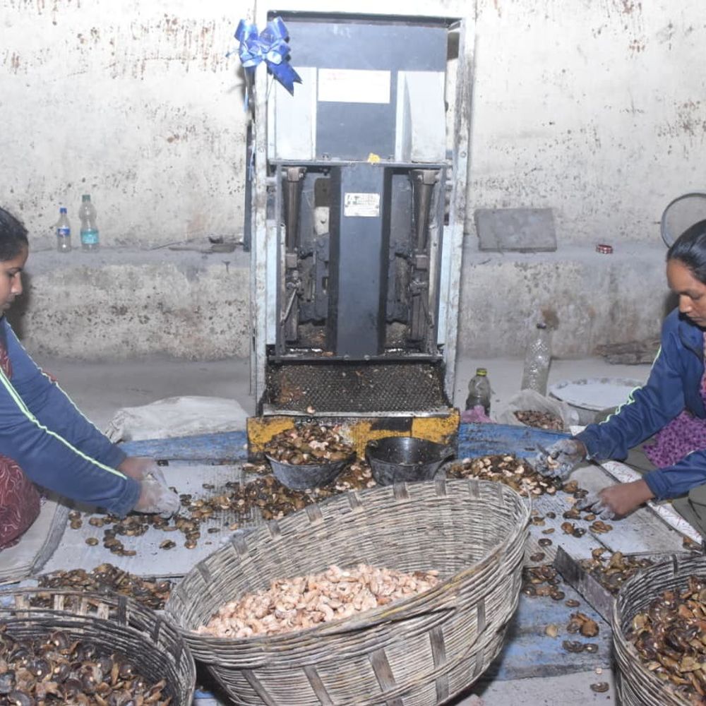 વઘઈના જામલાપાડામાં કાજુ પ્રોસેસિંગથી સ્થાનિકોને મળી રોજગારી:અંબિકા બાગાયત મંડળી દ્વારા મહિલાઓને ઘર આંગણે રોજગારી