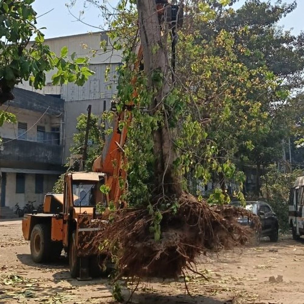 પાંચ વિશાળ વૃક્ષોને કાપવાને બદલે જાપાનીઝ પદ્ધતિથી ટ્રાન્સપ્લાન્ટ કર્યા:વિકાસની આંધળી દોડમાં વૃક્ષો કાપવાને બદલે 'નવજીવન' આપ્યું, ઉધના પોલીસનો અનોખો પર્યાવરણ પ્રેમ