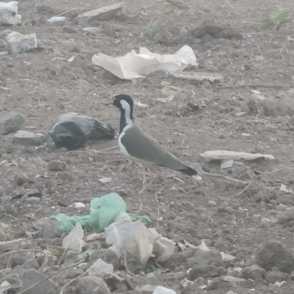 ભરૂચ સિવિલ હોસ્પિટલમાં ટીટોડીએ ચાર ઈંડા મૂક્યા:લોકમાન્યતા મુજબ સારા ચોમાસાની આશા જાગી