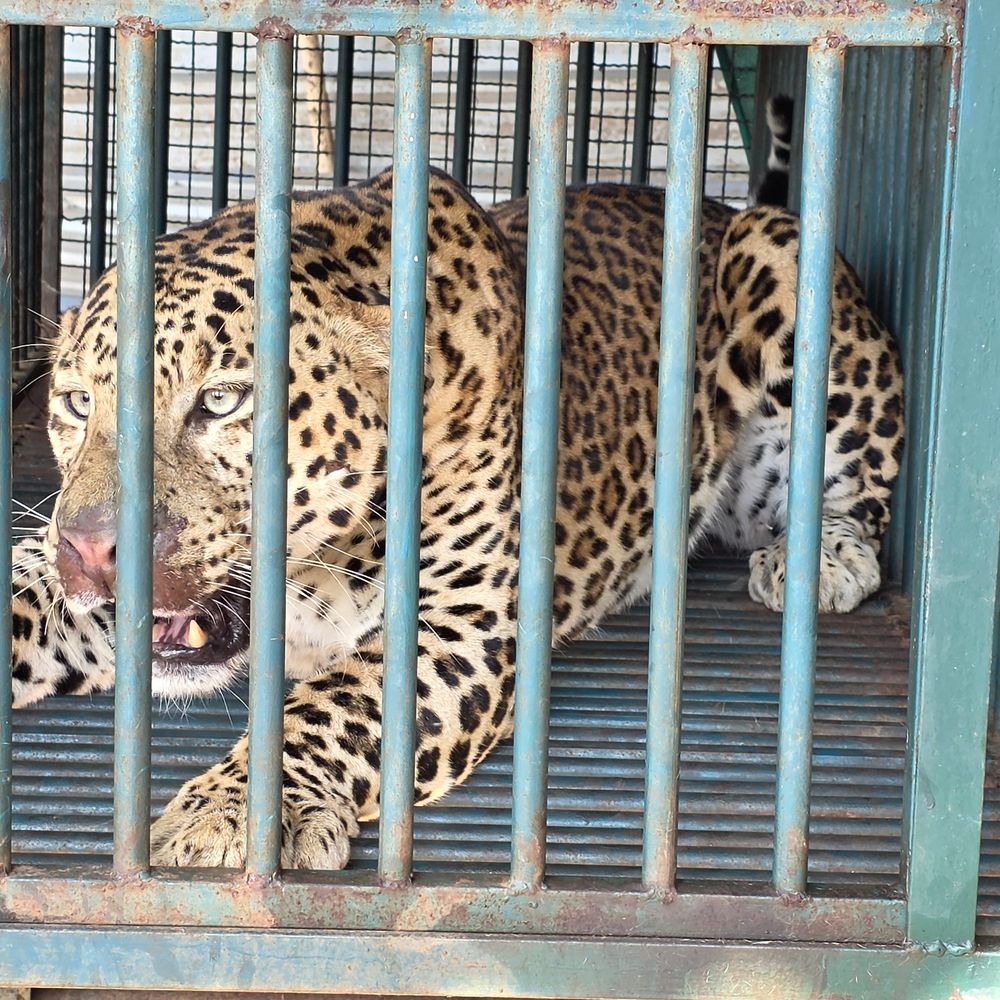 દહેશતનો આવ્યો અંત:પારડીના ટુકવાડાથી દીપડો પાંજરે પૂરાયો