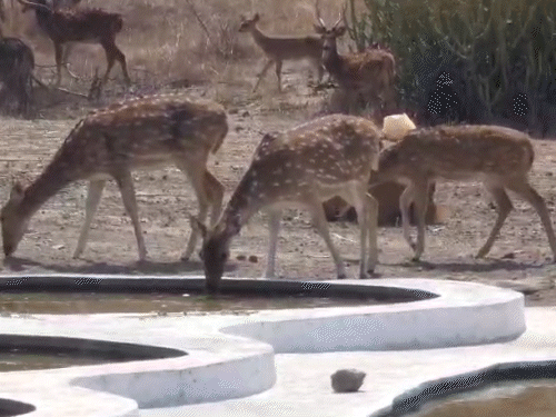 ગીર પૂર્વમાં સિંહો માટે 250 પાણીના પોઈન્ટ, 40 ડિગ્રી તાપમાન; બીટગાર્ડને પાણી ભરવાની જવાબદારી.