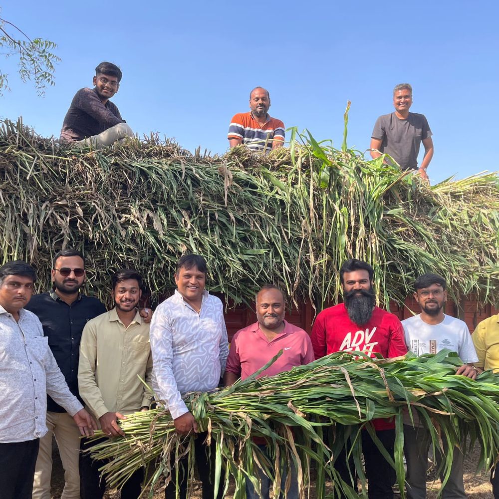 પીપરડી પાંજરાપોળમાં અબોલ જીવોને લીલા ઘાસ અપાયું:સહકાર નગર જીવદયા ગ્રુપ દ્વારા એક આઇસર ઘાસચારો પૂરો પાડવામાં આવ્યો