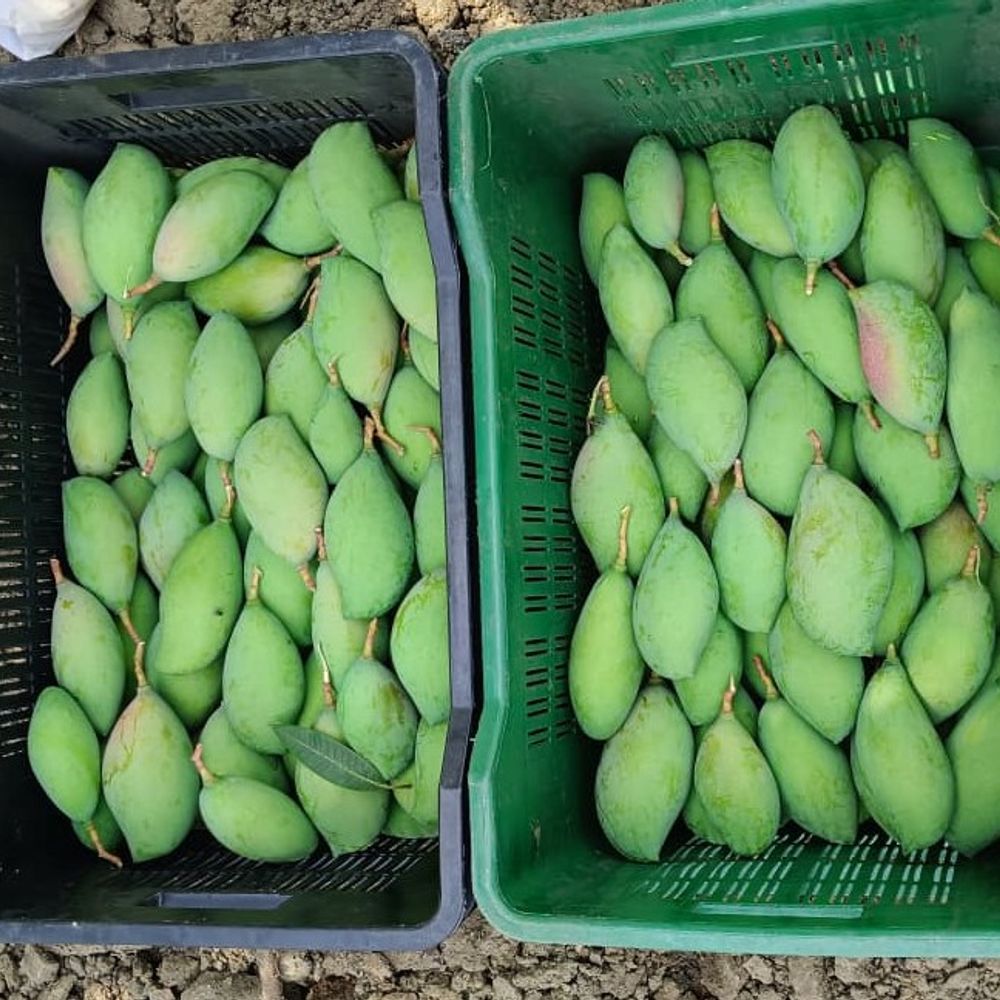 દાદરા નગર હવેલીમાં તોતાપુરી કેરીનું આગમ:ખેડૂતે એકાદશીએ વેચાણ શરૂ કર્યું, પ્રથમ દિવસે ₹2000 ભાવ મળ્યો