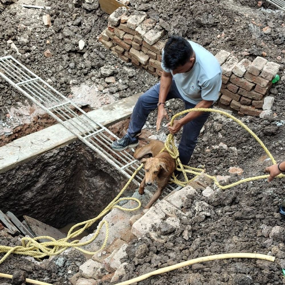ભરૂચમાં 8 ફૂટ ઊંડા ખાડામાંથી શ્વાનનું રેસ્ક્યૂ:પાલિકા અને જીવદયા પ્રેમીઓએ સફળતાપૂર્વક બચાવ્યું