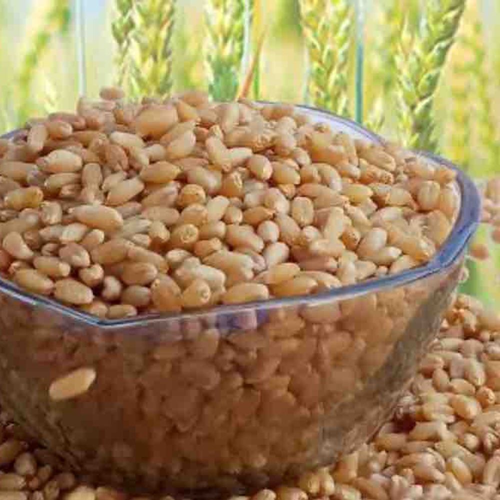 અમરેલીમાં ઘઉંની ટેકાના ભાવે ખરીદીની મુદ્દત લંબાવાઈ:રવિ સીઝન 2026-27 માટે ખેડૂતો હવે 27 માર્ચ સુધી વી.સી.ઈ. મારફતે ઓનલાઈન નોંધણી કરાવી શકશે