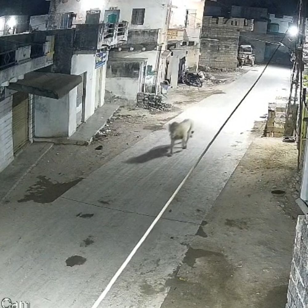 સુત્રાપાડાના કદવાર ગામમાં મોડીરાત્રે સિંહના આંટાફેરા:CCTVમાં દૃશ્યો કેદ, ગ્રામજનોમાં ભયનો માહોલ