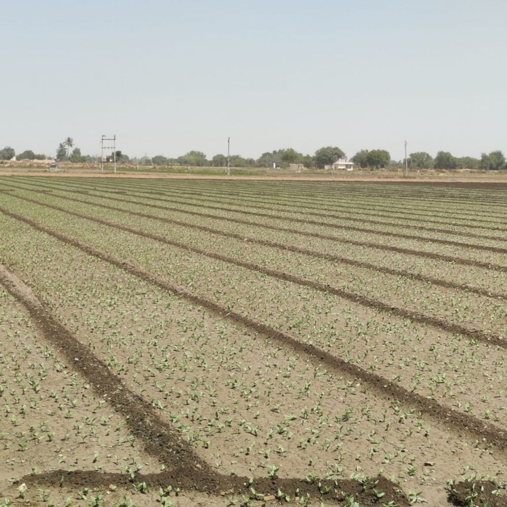 ભાસ્કર ગ્રાઉન્ડ રિપોર્ટ:બરડામાં શિયાળુ પાક સમેટવાની શરૂઆત, ઉનાળુ પાકના વાવેતર તરફ ખેડૂતોનું મંડાણ