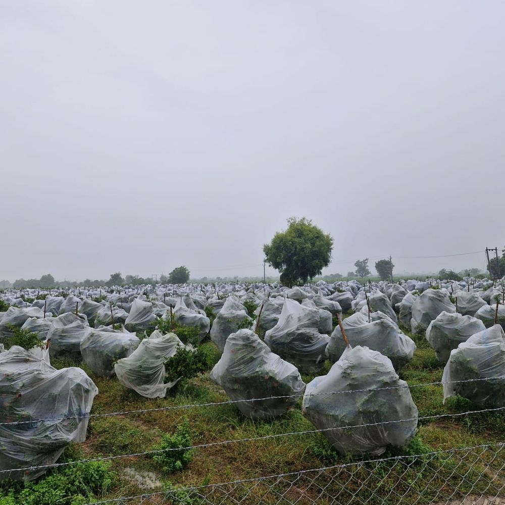 ગુજરાતમાં આગામી 4 દિવસ કમોસમી વરસાદની આગાહી:સુરેન્દ્રનગરના ખેડૂતોને સાવચેતી રાખવા અપીલ