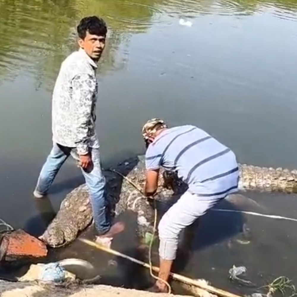 વડોદરામાં 14 ફૂટના મહાકાય મગરનું રહસ્યમય મોત:ઈન ફાઈટ કે પછી ઉંમરને કારણે મોત? એક મહિનામાં 3ના જીવ ગયા; વિશ્વામિત્રીમાં રહેતા 417 મગરોના અસ્તિત્વ સામે સવાલ