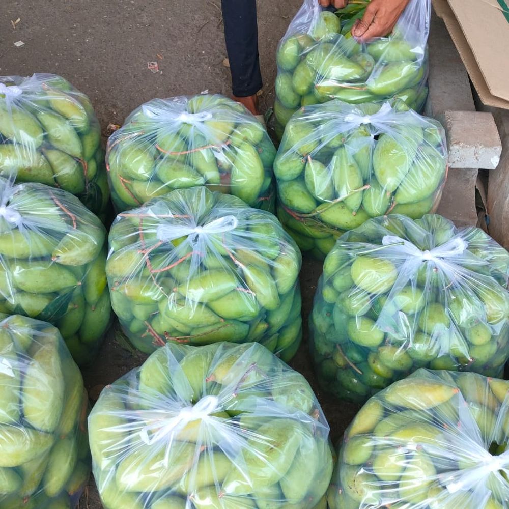 ભાસ્કર ખાસ‎:આ વર્ષે હોળી જતાં જ વ્યારા APMCમાં‎સપ્તાહમાં જ કેરીની 5થી 7 ટન આવક શરૂ‎