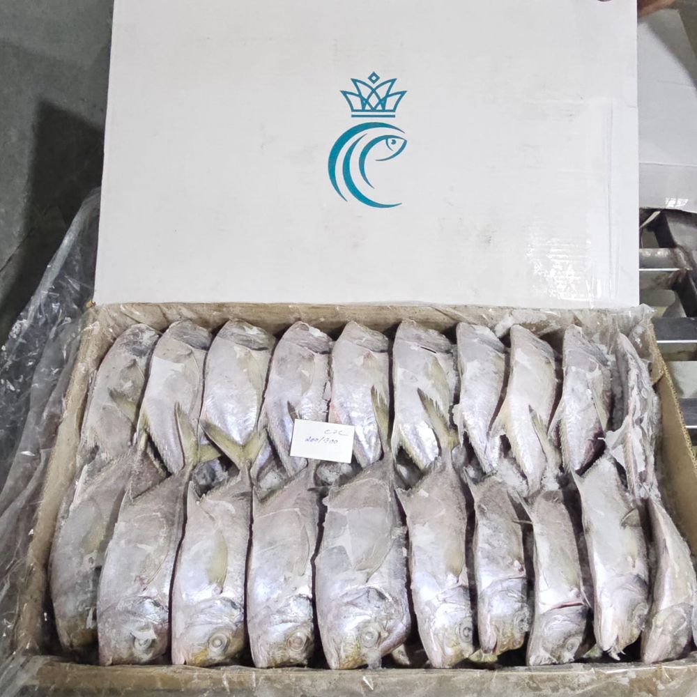 ભાસ્કર ગ્રાઉન્ડ રિપોર્ટ:ખાડી યુદ્ધને પગલે પ્લાસ્ટીકની અછત સર્જાતાં સી ફૂડ કન્ટેનરના પેકેજીંગમાં રૂ.25 હજાર ખર્ચ વધી ગયો