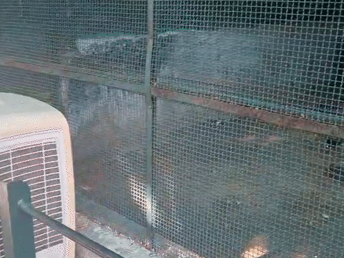 કાંકરિયા ઝૂમાં પ્રાણીઓ માટે એર કૂલર, પાણી છંટકાવ, ORS અને તરબૂચથી ગરમી સામે રક્ષણ.