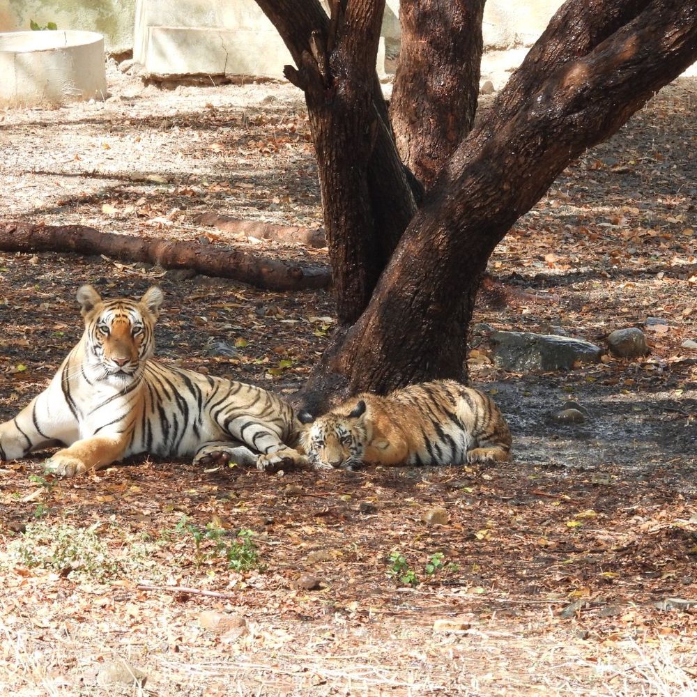 હીટવેવ સામે વન્યપ્રાણીઓને રક્ષણ આપવા પ્રશાસન સજ્જ.:​સક્કરબાગ પ્રાણી સંગ્રહાલયમાં ઉનાળાની આકરી ગરમીથી વન્યજીવોને બચાવવા વોટર સ્પ્રિંકલર,આઈસ કેન્ડી અને ઓ.આર.એસ. યુક્ત પાણીની વિશેષ વ્યવસ્થા કરવામાં આવી.
