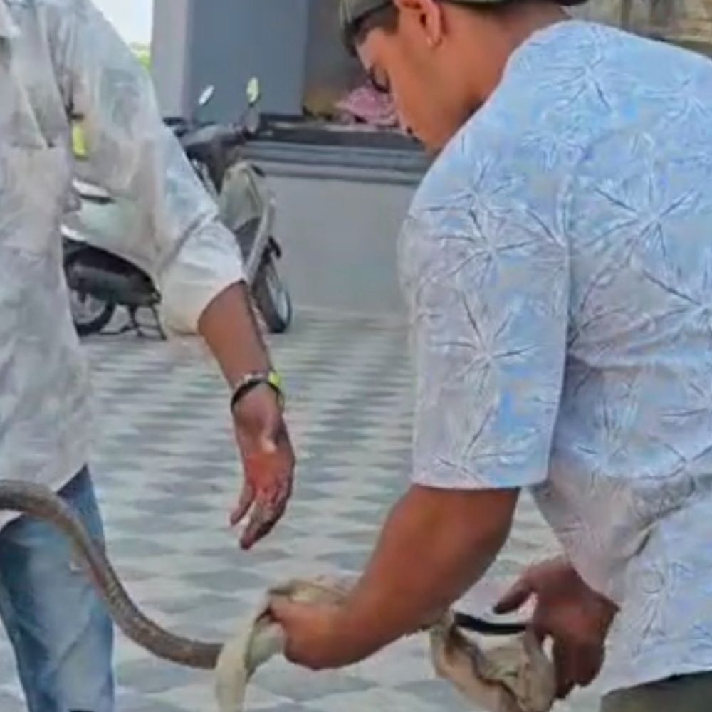 વડોદરામાં ધામણ સાપ કારમાં ઘૂસી જતા દોડધામ મચી ગઈ:અજાણ્યા વાહન નીચે કચડાઈ જતા સાપ બચવા માટે કારમાં ઘૂસી ગયો, 6 ફૂટના સાપને ભારે જહેમત બાદ રેસ્ક્યુ કરાયો, પશુ દવાખાનામાં સારવાર અપાઈ