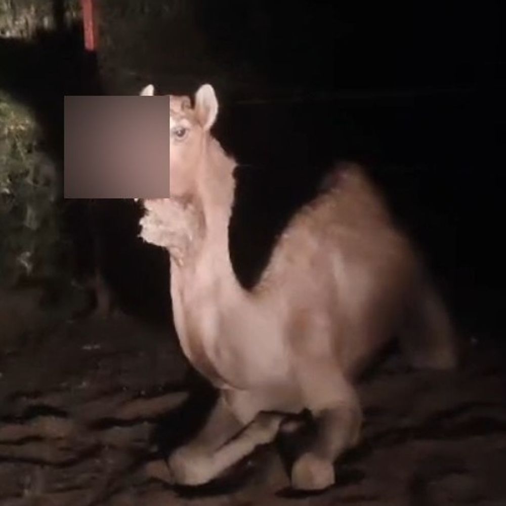 ખેરાલુ નજીક ઘાયલ ઊંટ મળ્યું:જીવદયા ગૃપે સારવાર આપી, વાહન ટક્કરની આશંકા