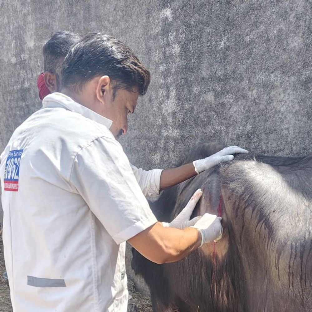 સારવાર:કાલાવડના ખડ ધોરાજી ગામે 1962ની ટીમે જટિલ રૂમેનોટોમી સર્જરી કરી ભેંસને નવજીવન આપ્યું