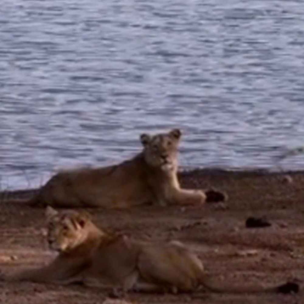 કમલેશ્વર ડેમ પાસે બે સિંહણોનો એક વિરલ નજારો:વાઇલ્ડ લાઇફ ફોટોગ્રાફરે અદભૂત ક્ષણો કેમેરામાં કંડારી, ગીર જંગલ એશિયાટિક સિંહો અને કુદરતી સૌંદર્ય માટે વિશ્વ વિખ્યાત