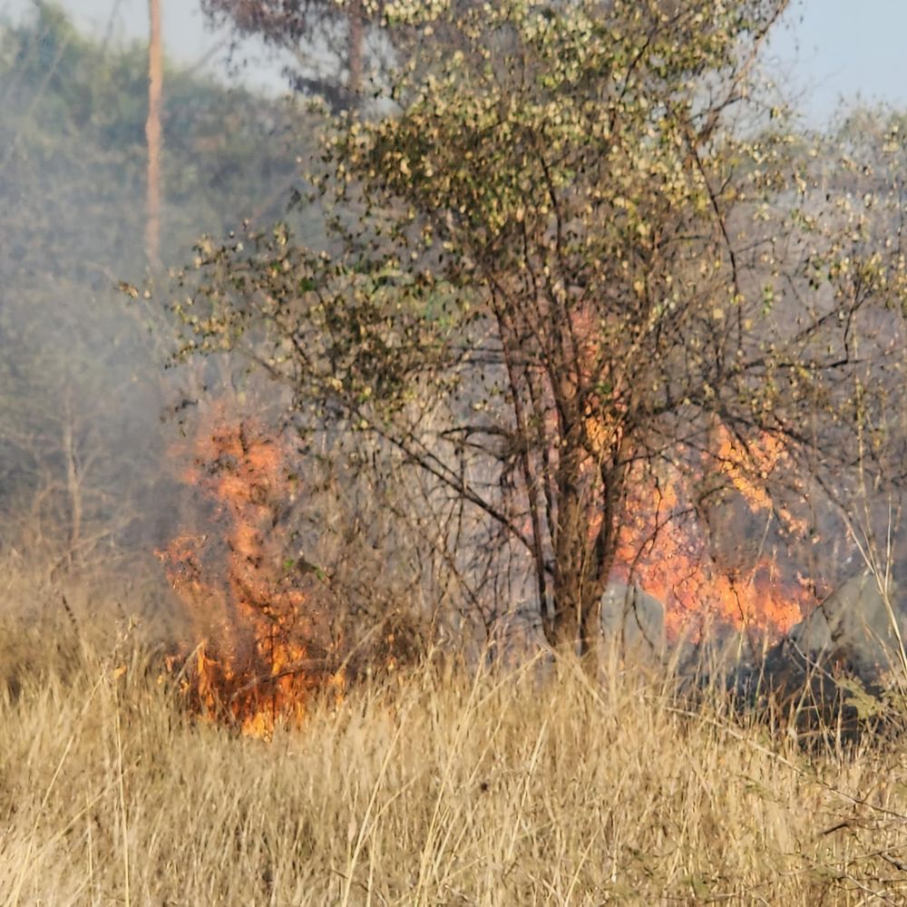 દુર્ઘટના:થાંભલા પર વીજ કામ કરતા કામદારને કરંટ લાગતા પટકાયો : ઝાડીમાં આગ