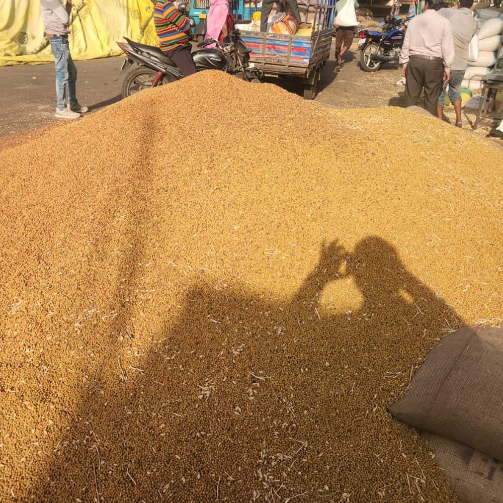 ખેડૂતો ચિંતિંત:દાહોદમાં ટેકાના ભાવ કરતા માર્કેટમાં ઘઉંના ભાવ ઓછા