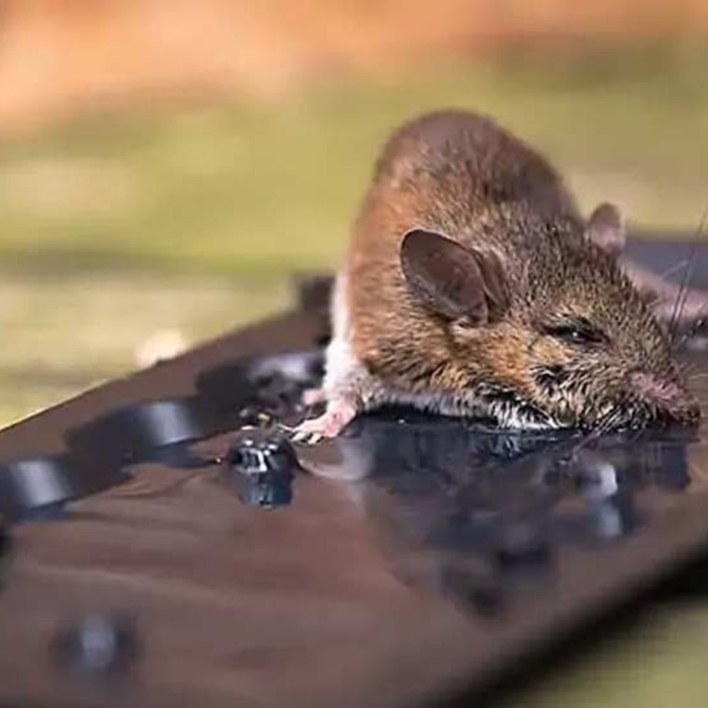 ચાલુ વિધાનસભા સત્રમાં ગ્લૂ ટ્રેપ બિલ આવવાની શક્યતા નહીવત:હાઈકોર્ટમાં કાર્યવાહી હવે 27 માર્ચે, ગૃહ અને ઇન્ડસ્ટ્રી વિભાગ વચ્ચે ચર્ચાઓ ચાલુ