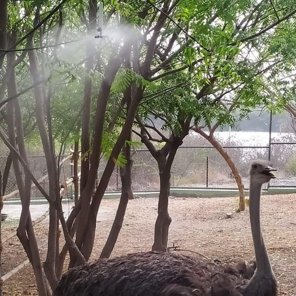 ગરમીનો પારો ચડતા 'ઝૂ'ના વન્યજીવો માટે ખાસ વ્યવસ્થા:સિંહ-વાઘ માટે વોટર પોન્ડ, રીંછને ફ્રુટ કેન્ડી અને પક્ષીઓને ORS અપાશે; ઉનાળાને લઈ કેટલાક પ્રાણીઓનાં ખોરાકમાં મોટો ઘટાડો