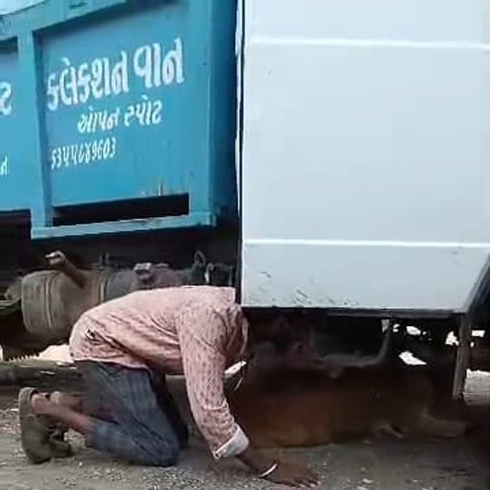 ડ્રાઈવરનો વીડિયો વાયરલ‎:જામનગરમાં કચરા ગાડીના ચાલકે વાછરડી ઉપર ગાડી ચડાવી દેતા દેકારો
