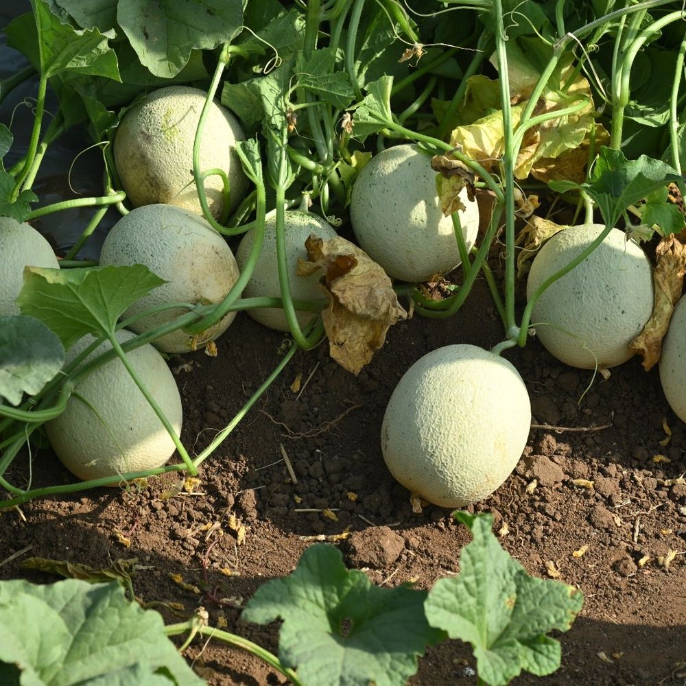 દાડમના બગીચામાં આંતરપાકથી લાખોની કમાણી:સુરેન્દ્રનગરના ખેડૂત પ્રકાશભાઈ પટેલે અપનાવી સ્માર્ટ ફાર્મિંગ