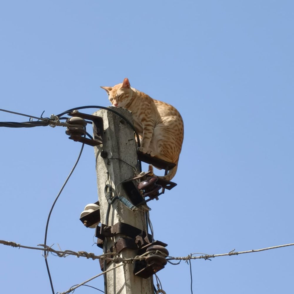 PGVCL ટીમની માનવીય કામગીરી‎:વીજ થાંભલા ઉપર ચઢેલા બિલાડાને ક્રેઈનથી બચાવ્યો