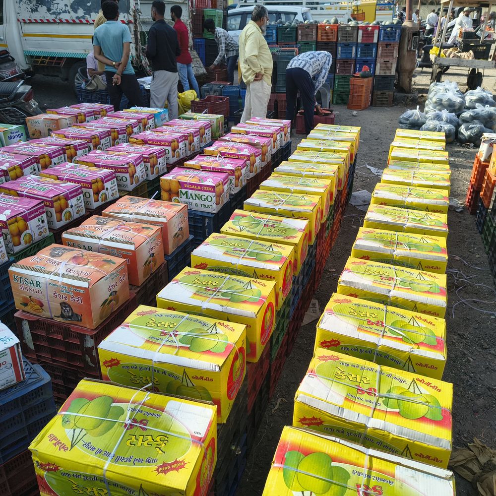 ભાસ્કર ખાસ‎:પોરબંદરના યાર્ડમાં ચાર દિવસમાં 300 બોક્સ કેસર કેરીની આવક નોંધાઈ, પ્રતિકિલોના રૂ.260થી 375 ભાવ બોલાયા