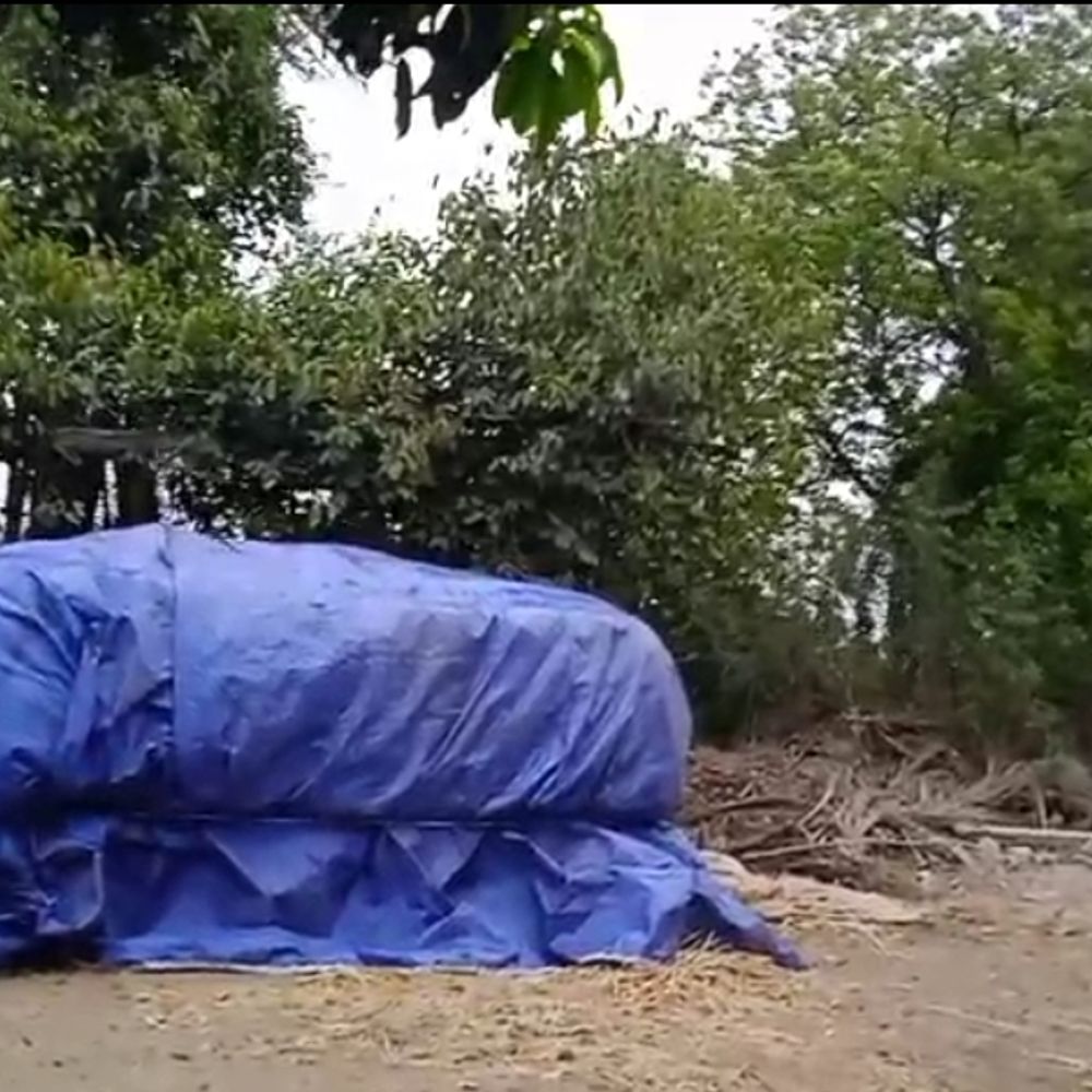 ભાસ્કર ગ્રાઉન્ડ રિપોર્ટ:કમોસમી વરસાદને પગલે બરડાના ખેતરમાં તૈયાર થયેલા ધાણા, જીરૂ, ઘઉં, ચણાના પાકને તાલપત્રીથી ઢાંકવા પડ્યા