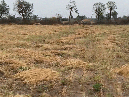 મોઢે આવેલો કોળિયો છીનવાઇ ગયો: કમોસમી વરસાદે ખેડૂતોને પાયમાલ કર્યા, પાક અને APMC માલ પલળી ગયો.