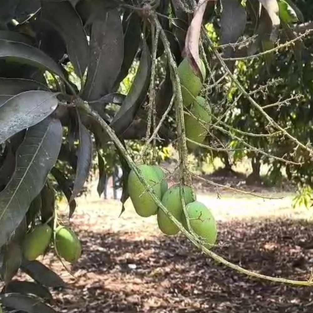 વલસાડમાં વાવાઝોડાથી કેરી ખરી પડી:ફળોના રાજા ગણાતી હાફુસ અને કેસર કેરીનો તૈયાર પાક ખરતાં ખેડૂતો પાયમાલ, ખેડૂત સમાજ પ્રમુખે સહાયની માગ કરી