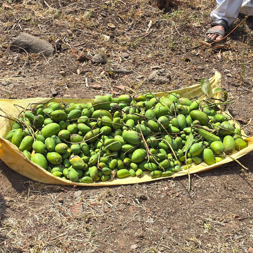 ભર ઉનાળે ત્રાટકેલા મીની વાવાઝોડાથી કેરીનો 90% પાક જમીનદોસ્ત:'કેસર'ના ગઢ મેંદરડામાં ઇજારેદારોને રાતા પાણીએ રડવાનો વારો, કેસરના ભાવ આસમાને જાય તેવી શક્યતા