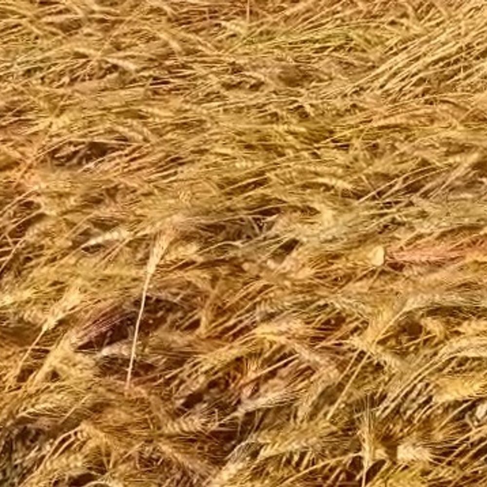 સાબરકાંઠાના પાંચ તાલુકામાં કમોસમી વરસાદ:કાપેલા ઘઉંમાં કાળી ડાઘી પડતા ખેડૂતોને નુકસાનની ભીતિ