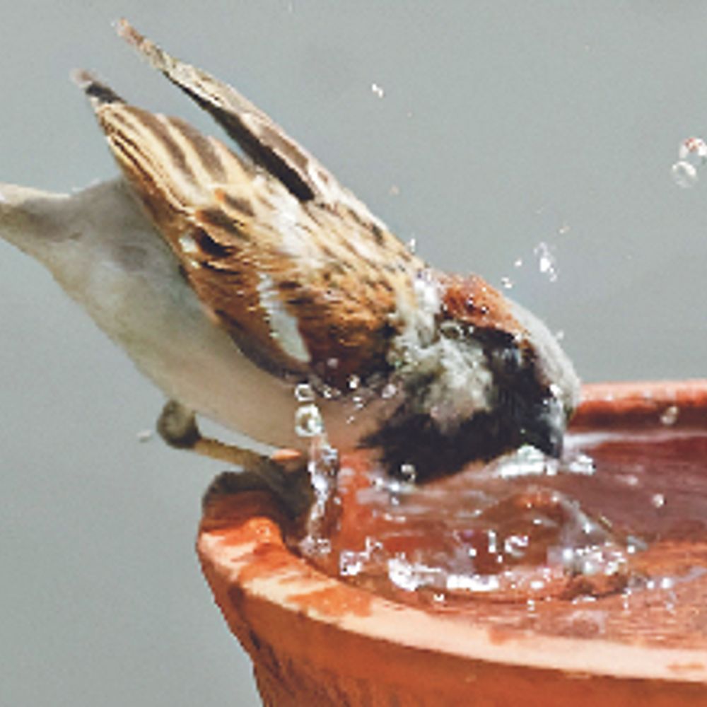 ચકલી દિવસ:નવસારીમાં છેલ્લા 40 વર્ષમાં ચકલીની સંખ્યામાં અંદાજે 80 ટકાથી વધુ ઘટાડો