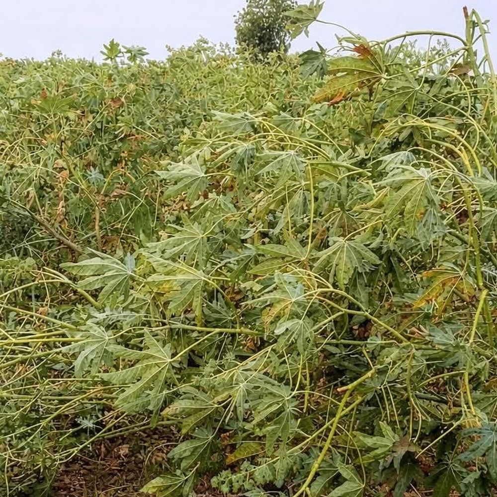 'મોઢે આવેલો કોળિયો છીનવાઇ ગયો, હવે શું કરવું?':ભારે પવન સાથે પડેલા કમોસમી વરસાદે ખેડૂતોને પાયમાલ કરી દીધા, ઉભા પાકની સાથે APMCમાં પડેલો માલ પણ પલળી ગયો