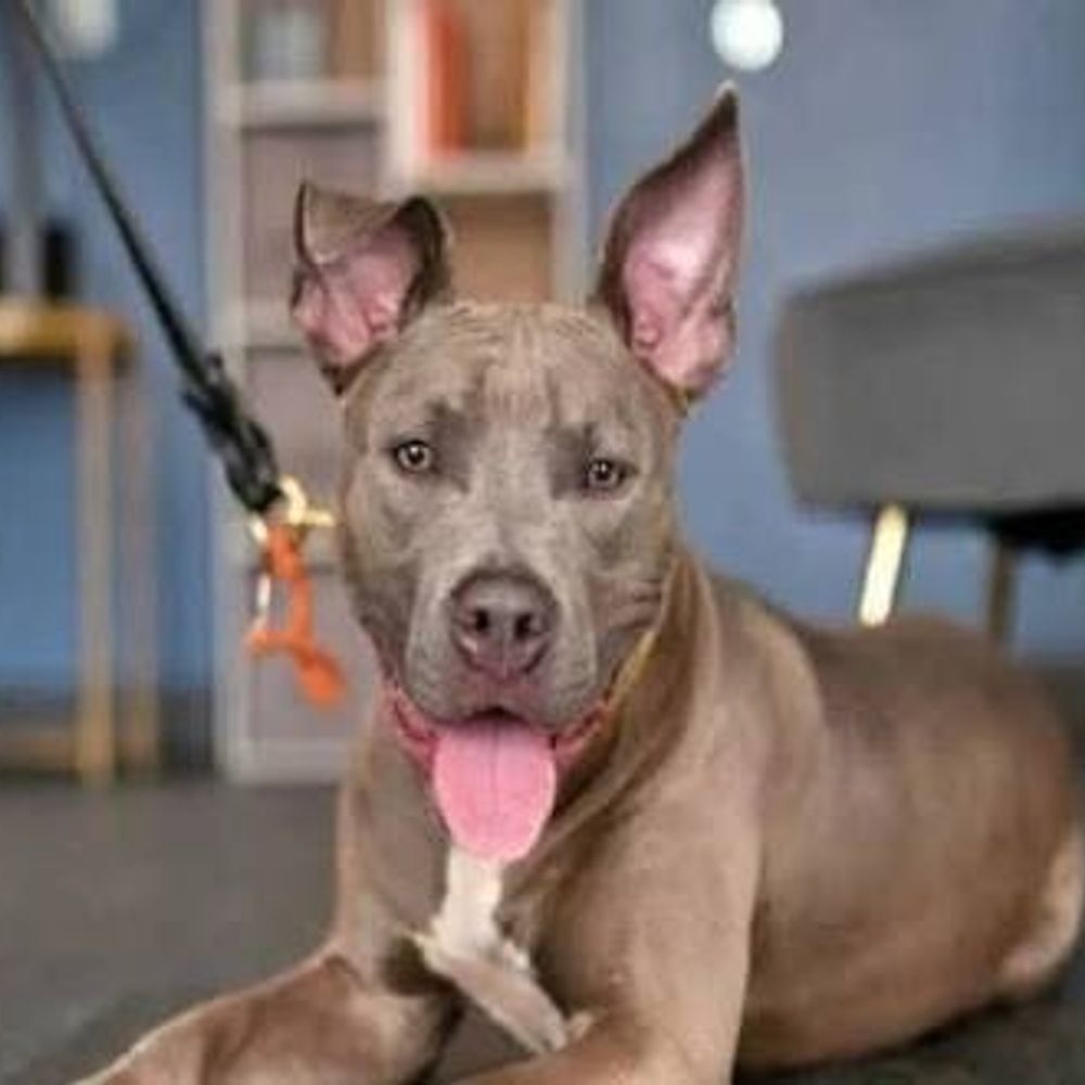 ગાંધીનગરમાં પાલતુ શ્વાનના રજિસ્ટ્રેશનની મુદત લંબાવાઈ:15 એપ્રિલ સુધી નોંધણી કરી શકાશે, અત્યાર સુધીમાં 527 ડોગની નોંધણી