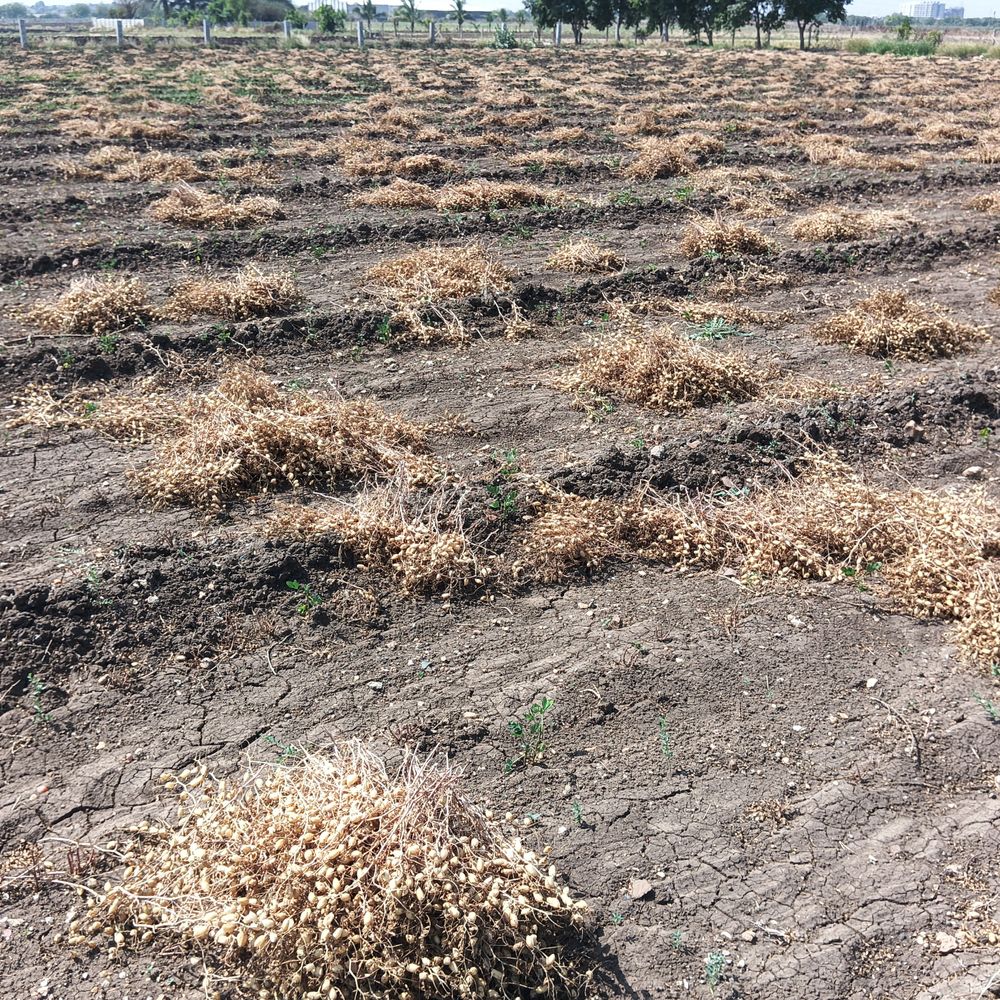 મોરબીમાં કમોસમી વરસાદથી ખેડૂતોને મોટું નુકસાન:જીરું, ચણા, ઘઉં, લસણ, ડુંગળીના પાકને અસર