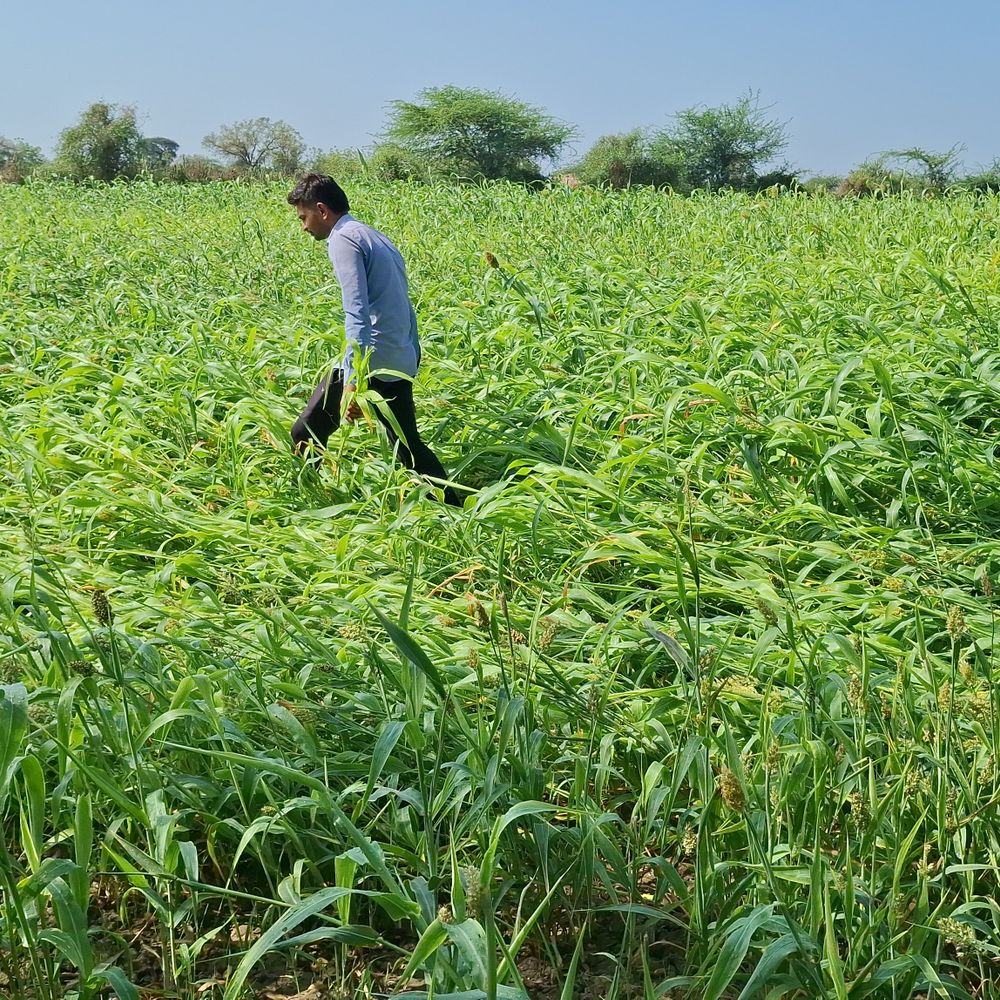 આણંદમાં કમોસમી વરસાદથી રવિ પાકને વ્યાપક નુકસાન:ચણાનો તૈયાર પાક પલળી ગયો, જુવારનો પાક આડો પડી જતાં ઘાસચારો બગડ્યો, ખેડૂતોની સરકારી સહાયની માંગ