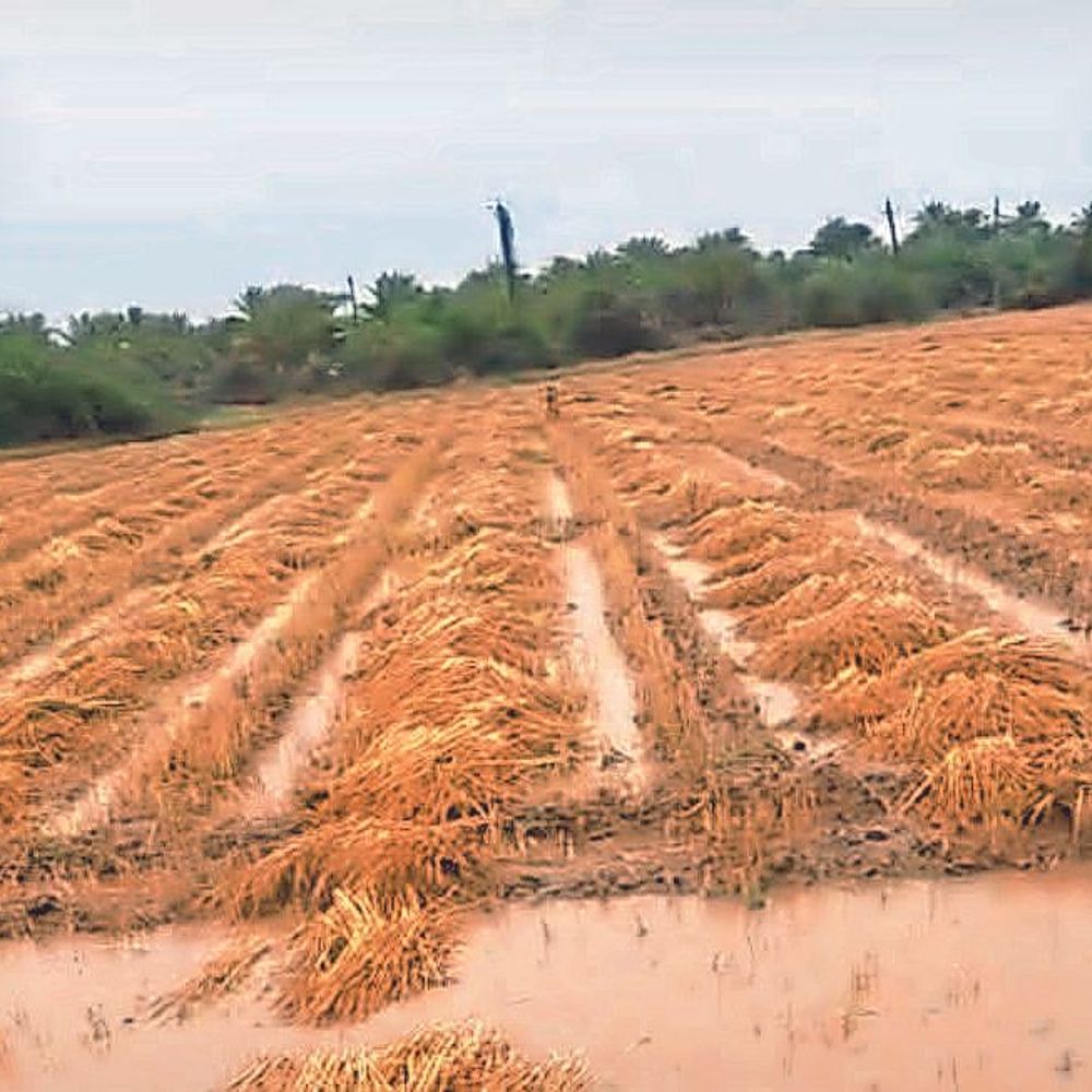 આભમાંથી ઉતરી આફત:60 કિમીની ગતિએ ફૂંકાયેલા પવને 146 ગામને 30 મિનિટ સુધી ધમરોળ્યું‎