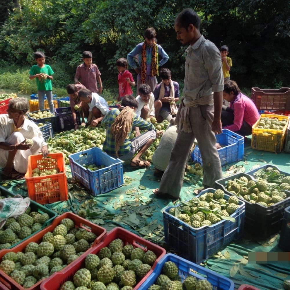 વિશ્વ વન દિવસ વિશેષ:છોટાઉદેપુર જિલ્લાના વનતંત્રમાં ધબકતું ગ્રામીણ અર્થતંત્ર