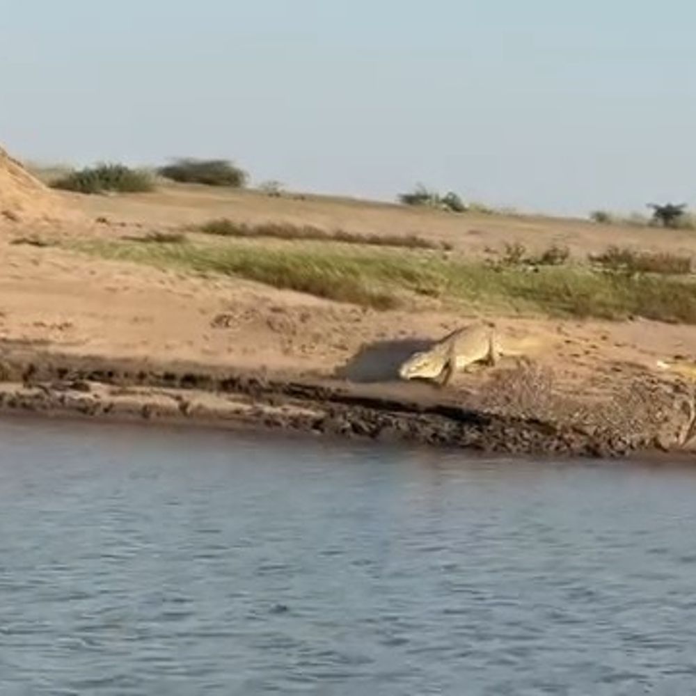 ભરૂચના ઝનોર પાસે નર્મદા કિનારે બે મગર દેખાયા, વીડિયો વાઈરલ:માછીમારોમાં ભય; વન વિભાગને કાર્યવાહીની માગ